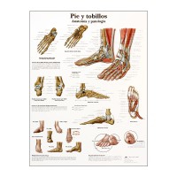 Tableau d'anatomie : pied et chevilles
